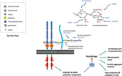 Regulation of autophagy, lipid metabolism, and neurodegenerative pathology by heparan sulfate proteoglycans